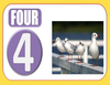 Snapshot Four Seagulls Image